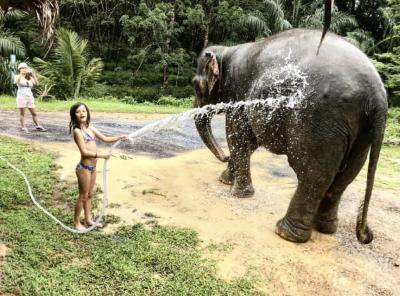 Elephant Bathing & Feeding Trip form Khaolak