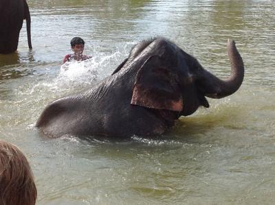 HALF DAY ELEPHAT BATHING&FEEDING