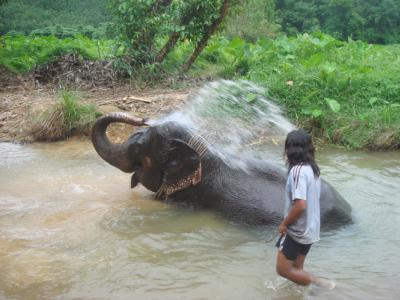 HALF DAY ELEPHAT BATHING&FEEDING