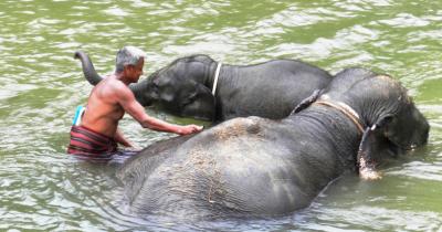 HALF DAY ELEPHAT BATHING&FEEDING