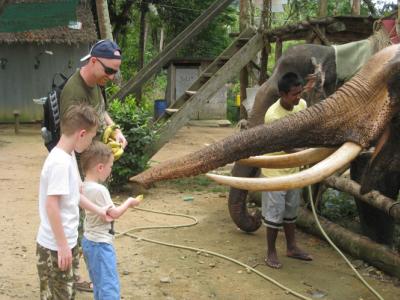 HALF DAY ELEPHAT BATHING&FEEDING