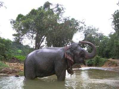 HALF DAY ELEPHAT BATHING&FEEDING