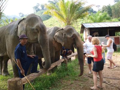 OVERNIGHT KHAO SOK NATIONAL PARK (TREE HOUSE / JUNGLE HUT)