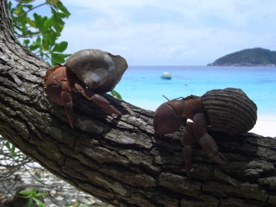 SIMILAN ISLAND (DAY TRIP)