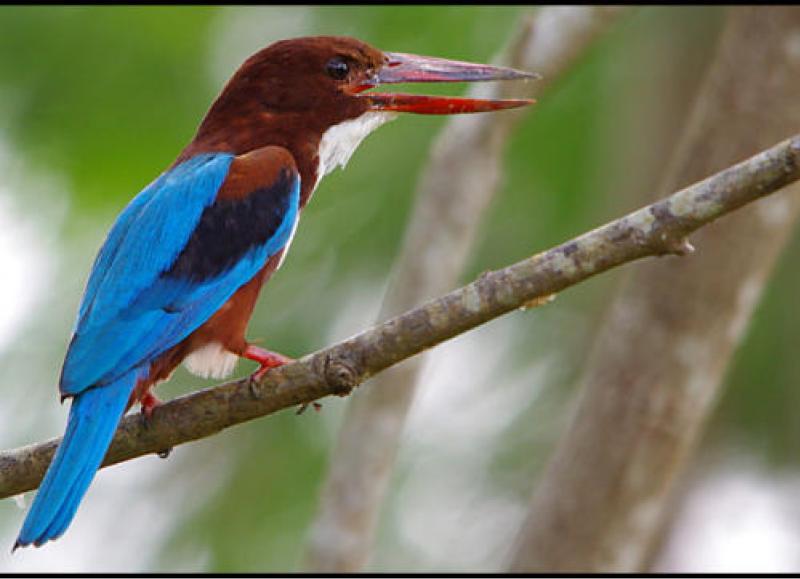 Nature & Culture Tour from Khaolak