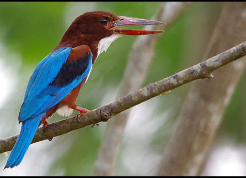 Little Amazon & Local Sightseeing Day Trip