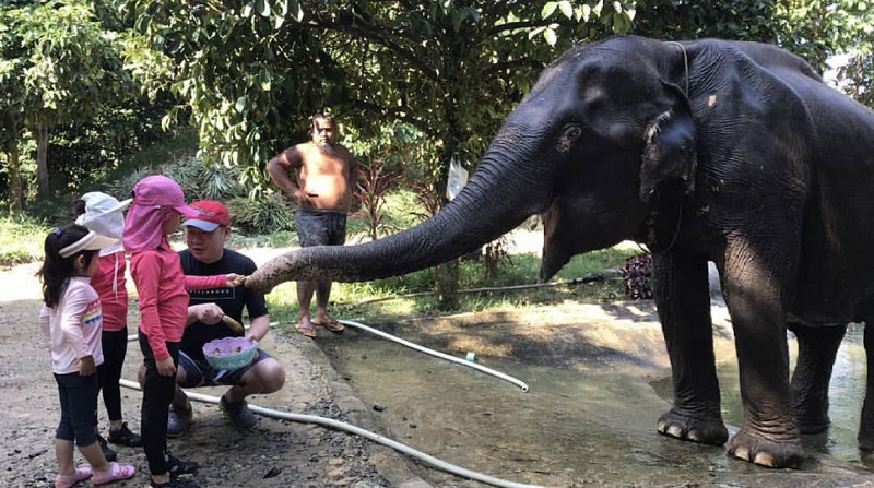 Elephant Bathing & Feeding Trip form Khaolak