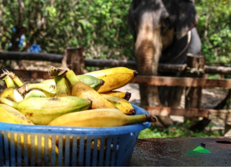 Elephant Bathing & Feeding Trip form Khaolak