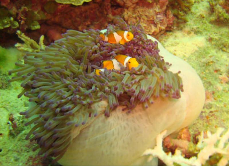 Surin Snorkeling by speedboat