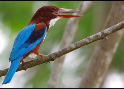 Little Amazon & Local Sightseeing Day Trip