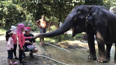 Elephant Bathing & Feeding Trip form Khaolak