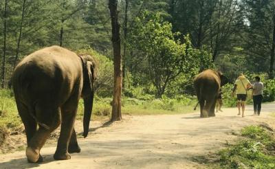 Elephant Bathing & Feeding Trip form Khaolak