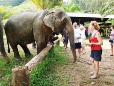 Elephant Bathing & Feeding Trip form Khaolak