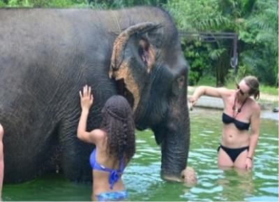 Elephant Bathing & Feeding Trip form Khaolak