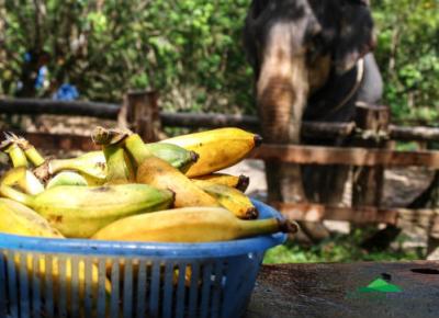 Elephant Bathing & Feeding Trip form Khaolak