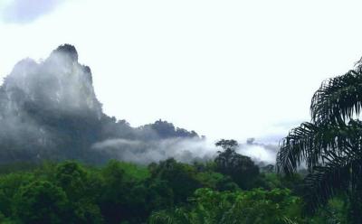 Khaosok Jungle Exploration Full Day Tour