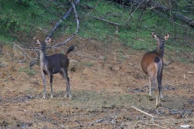 2D1N: Khaosok Lake -Wild life Safari