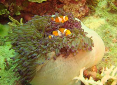 Surin Snorkeling by speedboat