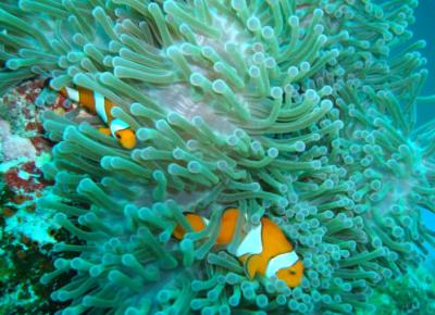 Similan Snorkeling by speedboat