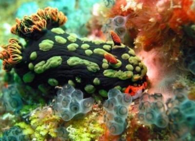 Similan Snorkeling by speedboat